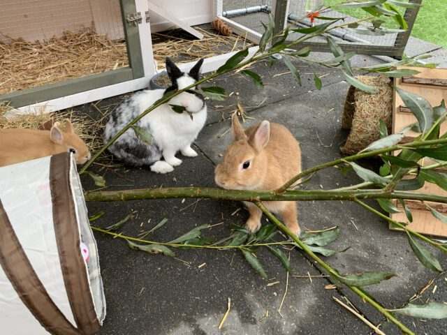 konijnen/dieren