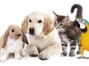 Vermist jonge grasparkiet