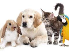 Vermist jonge grasparkiet