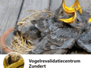 Vogelrevalidatiecentrum Zundert