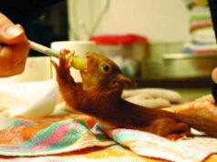 Houtsnippen in de opvang