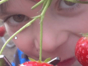 Verse aardbeien van Het Aardbeienterras