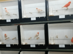 Bijzondere tentoonstelling de Vogelvriend