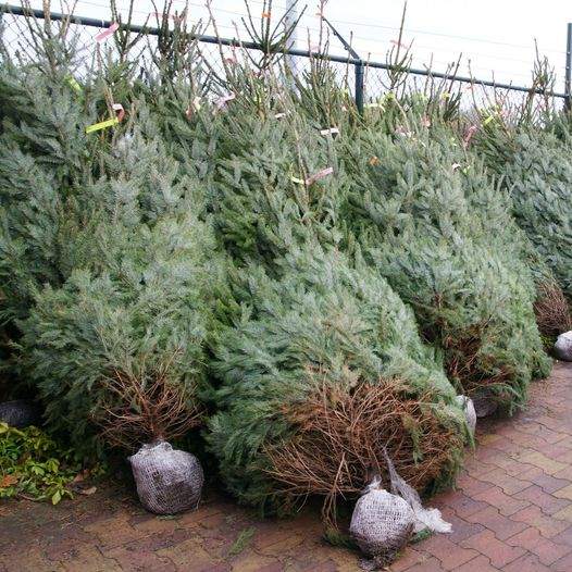 Kerstbomen ophalen gemeente Zundert