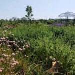 Foto Pluktuin gewoon buiten