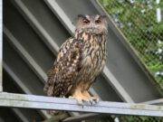 Vogelrevalidatiecentrum Zundert