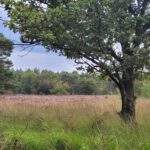 Foto  Vogel natuurwerkgroep Zundert