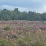 Foto  Vogel natuurwerkgroep Zundert