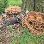 Foto  Vogel natuurwerkgroep Zundert