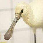 Foto Vogelrevalidatiecentrum zundert