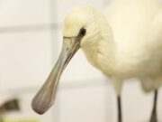 Vogelrevalidatiecentrum Zundert