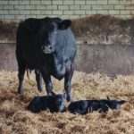 Foto de breebroekerhoeve