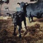 Foto de breebroekerhoeve