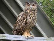 Vogelrevalidatiecentrum Zundert