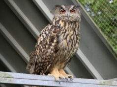 Vogelrevalidatiecentrum Zundert