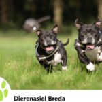 Foto Dierenasiel Breda