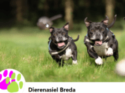 Vogelrevalidatiecentrum Zundert – Dierenasiel Breda