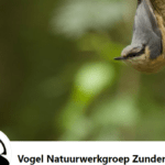 Foto Vogelnatuurwerkgroep zundert
