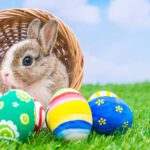 Foto Kinderboerderij de Leijhoeve