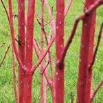 Foto moerkenhoeve 004