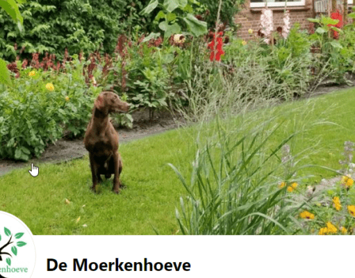 Plantjes te koop bij de Moerkenhoeve in Rijsbergen