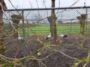 Vogelrevalidatiecentrum Zundert