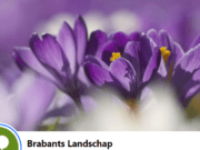 Brabants Landschap, Rosse metselbij