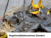 Vogelrevalidatiecentrum Zundert