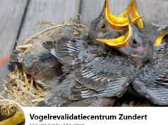 Vogelrevalidatiecentrum Zundert