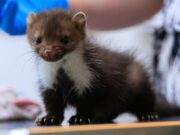 Vogelrevalidatiecentrum Zundert