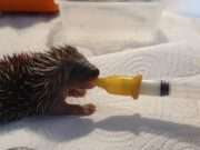 Het is wat prikkelig in onze opvang!