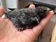 Vogelrevalidatiecentrum Zundert