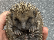 Vogelrevalidatiecentrum Zundert