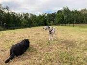 Hondenspeelveld in Klein-Zundert