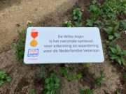 Witte anjer symboliseert eer, waardering en dankbaarheid voor onze veteranen!