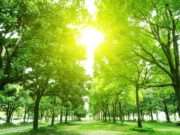 Nieuwe Bomenkaart staat nu online