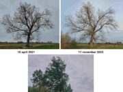 Een van de mooiste bomen van Rijsbergen is niet zo mooi meer.