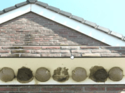 Vogelrevalidatiecentrum Zundert