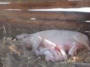 Stichting Let the children play