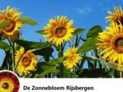De Zonnebloem Rijsbergen