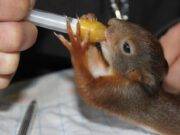 Vogelrevalidatiecentrum Zundert