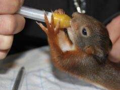 Vogelrevalidatiecentrum Zundert