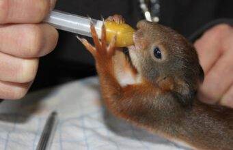 Vogelrevalidatiecentrum Zundert