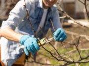 20 en 21 November: Ophalen snoeihout