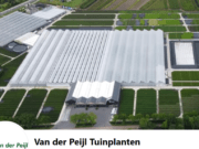 Aangeklede kerstboompjes voor De Willaert!