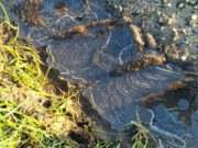 AA of Weerijs met vorst aan de grond