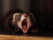 Vogelrevalidatiecentrum Zundert