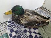 Vogelrevalidatiecentrum Zundert