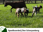 Alaaf! Carnaval bij Speelboerderij den Scherpenberg!