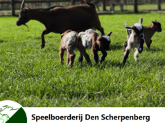Speelboerderij den Scherpenberg: Pietendisco